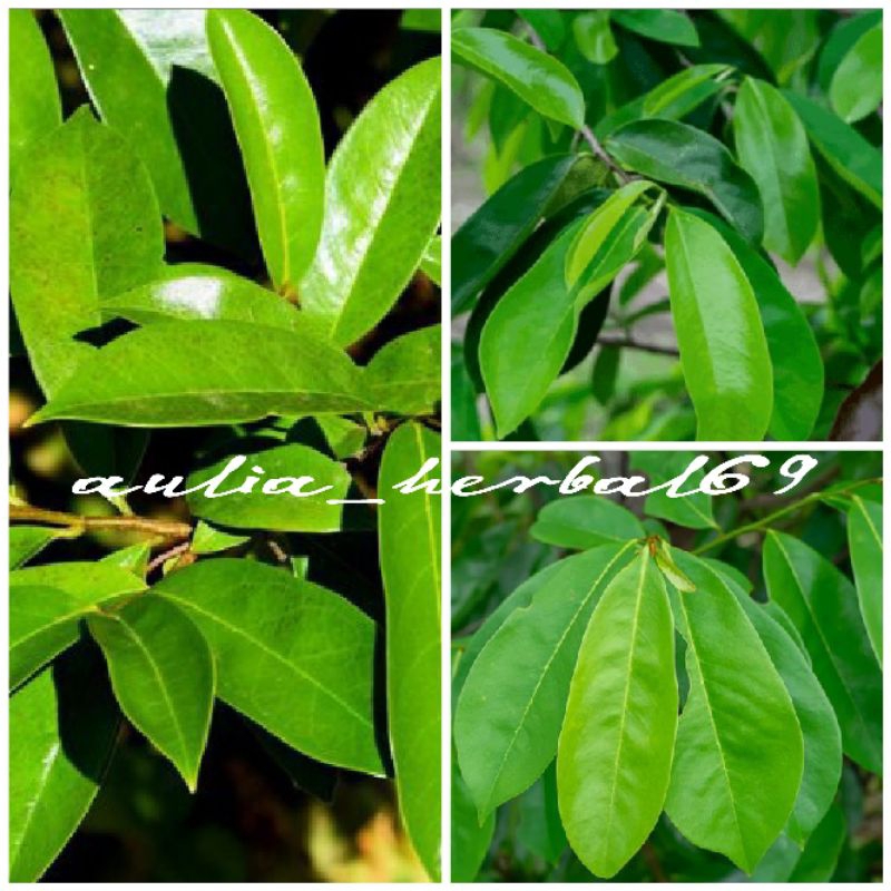 

100 lembar daun sirsak segar fress