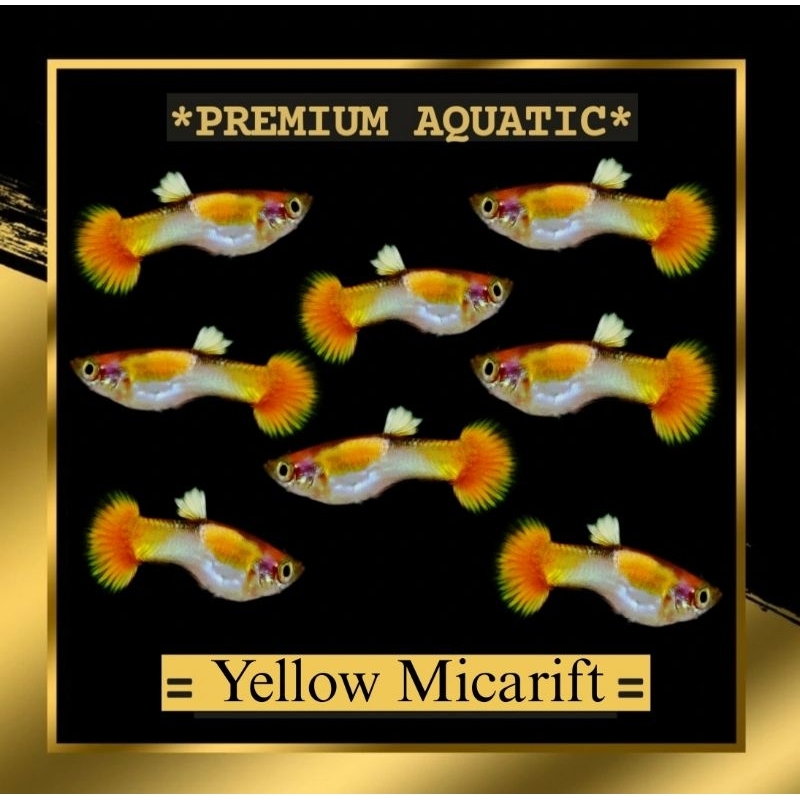 Guppy Yellow Micarif sepasang hiasan akuarium