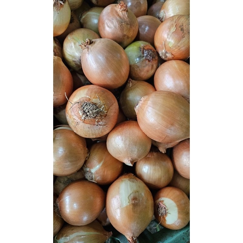 

Bawang bombay super 1kg