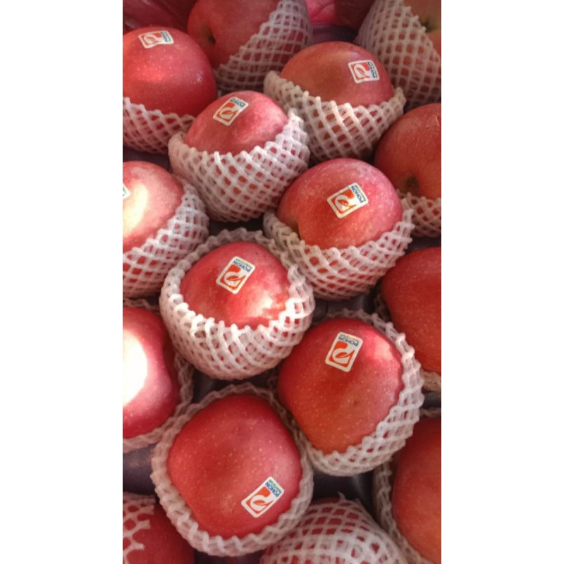 

APEL FUJI BLUSH / APEL PREMIUM / APEL POHON PREMIUM