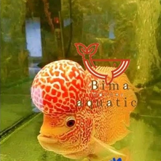 Hiasan akuarium GB golden base dekorasi lohan hiasan louhan vip