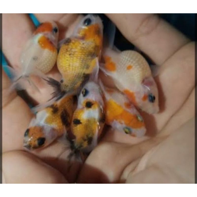 ikan koki mutiara tikus