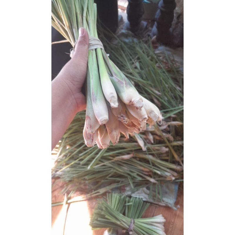 

SERAI SEGAR MURAH