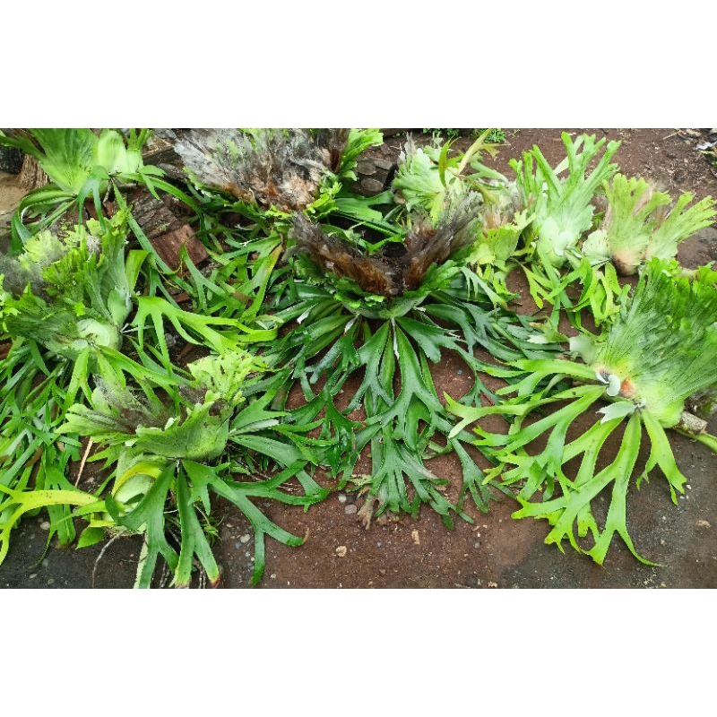 Tanaman hias platycerium wilincky jumbo/tanduk rusa jumbo