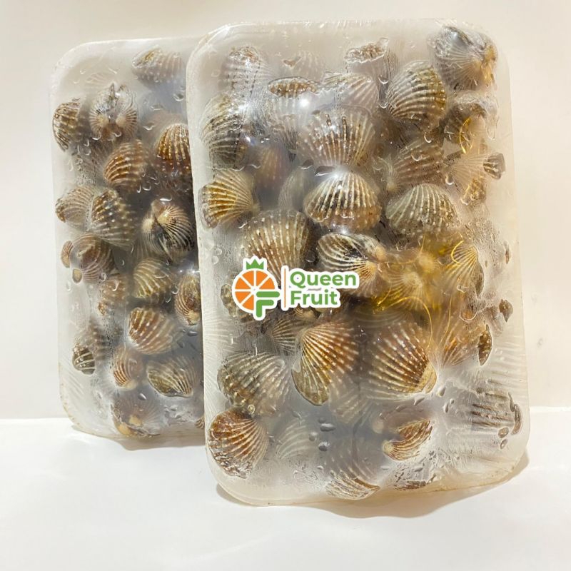 

Kerang kulit