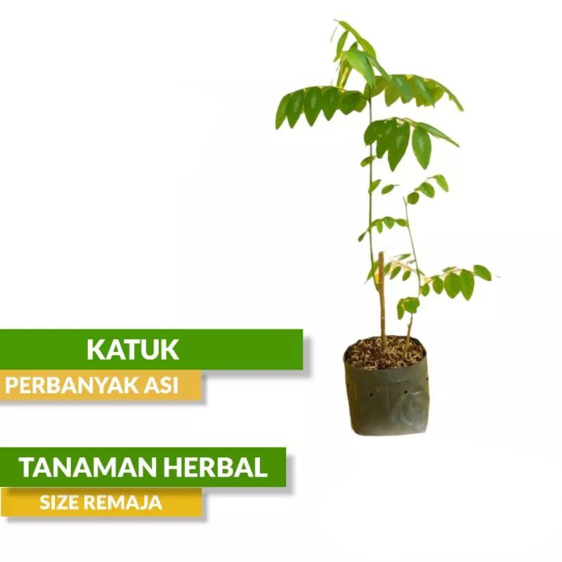 BIBIT TANAMAN KATUK / POHON KATUK / DAUN KATUK