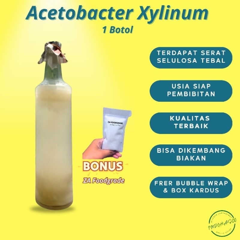 

Starer Biang Nata De coco Acetobacter Xylinium 1 botol