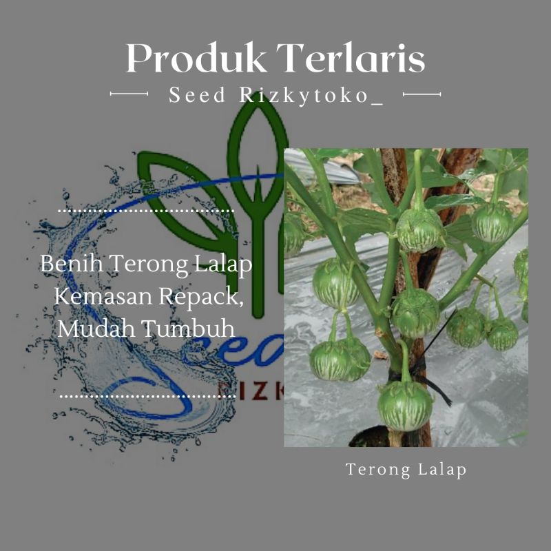 Bibit/benih terong lalap kenari 30biji repacking