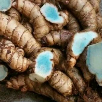 Temu hitam kunyit hitam segar 500 gram asli temu hitam kunyit hitam temu ireng asli herbal