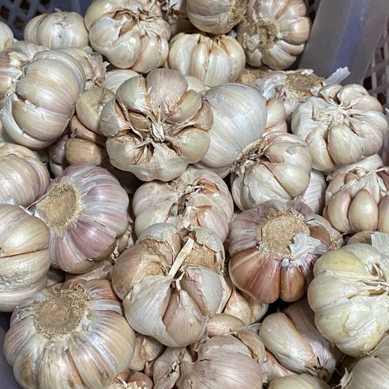 

Bawang putih sinco sudah bersih/1kg