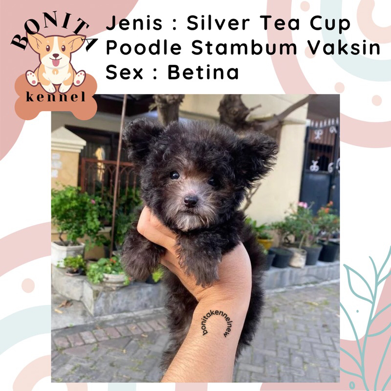 Silver Toy Tea Cup Poodle Stambum Anak Anjing Poodle Abu Jantan Betina