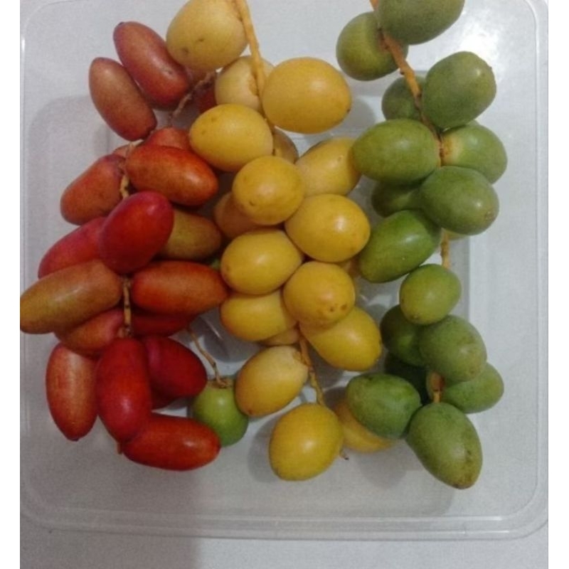 

Kurma Muda Fresh 1kg Pengiriman Pekanbaru