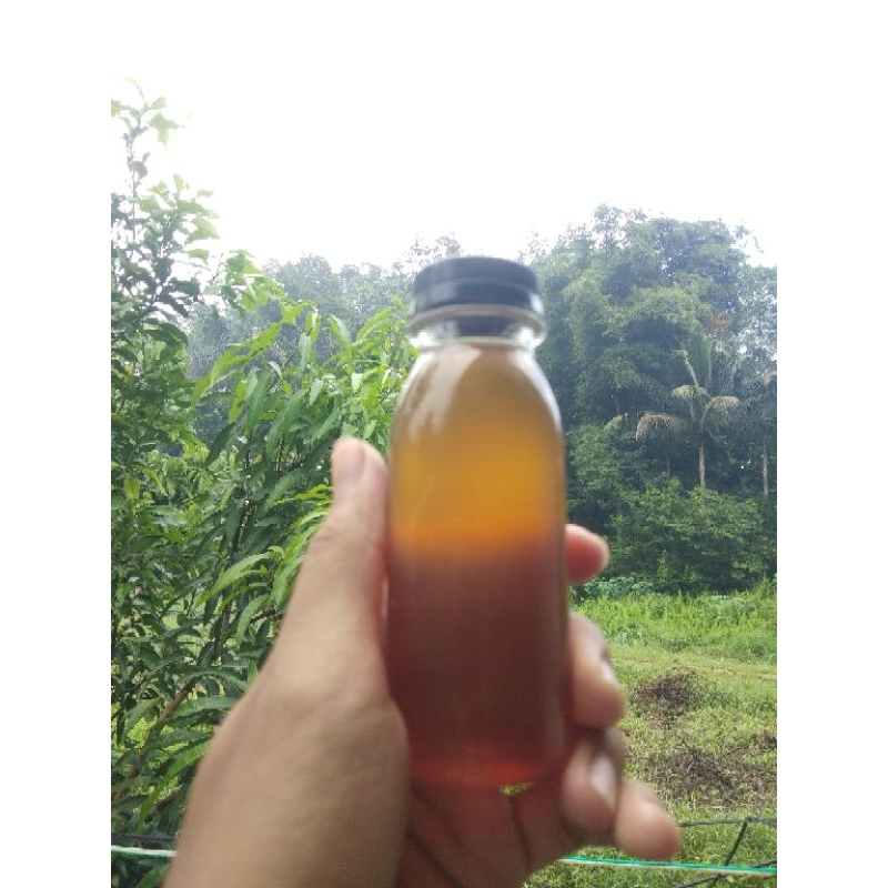 

Madu Hutan Asli Kalimantan