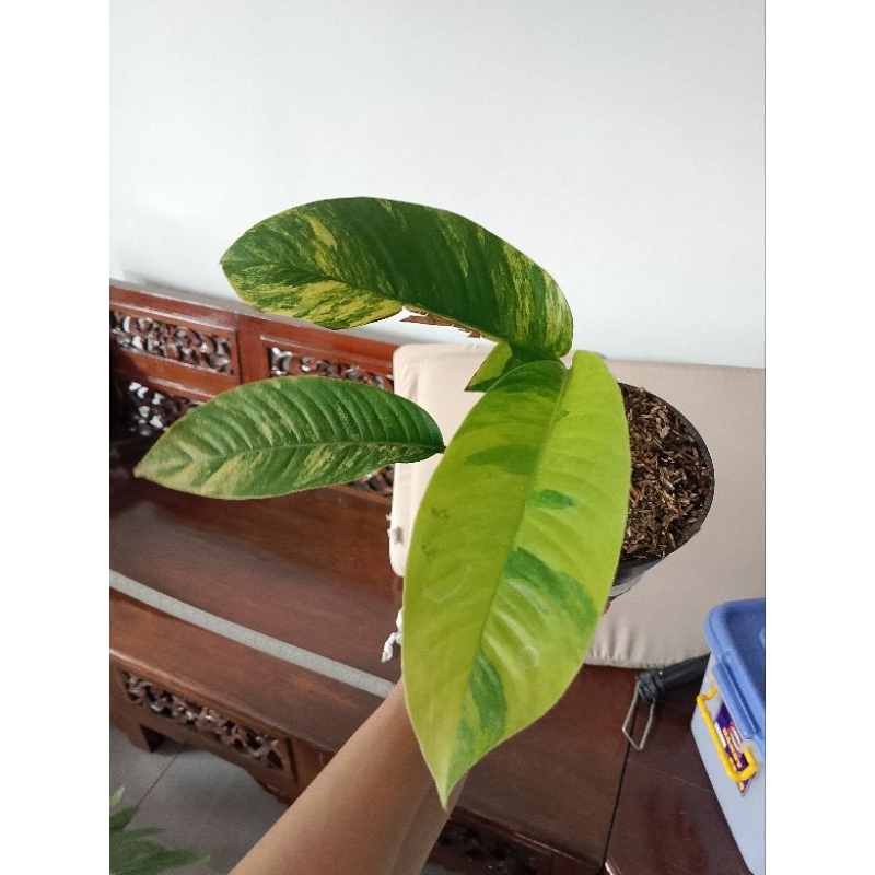 Raphidophora Foraminifera Variegata