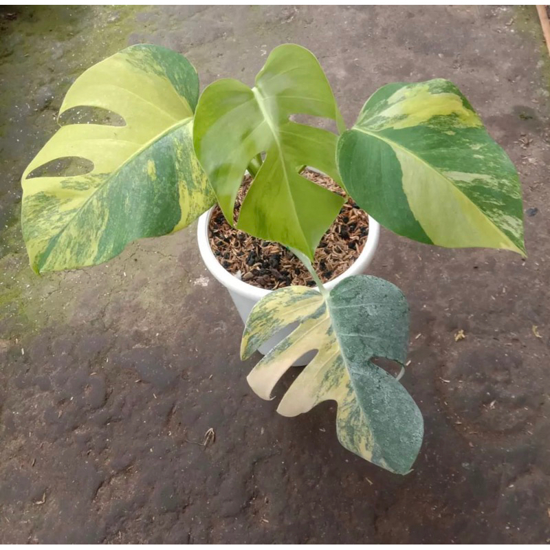 monstera marmorata