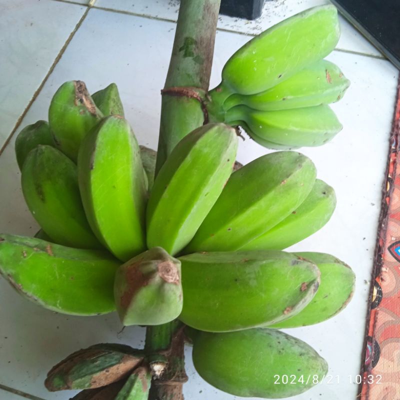 

pisang kepok mentah /pisang adut(1kg)17000