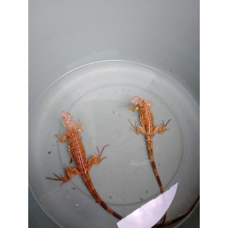 Baby Iguana Red / Red Iggy – Usia 1-2 Bulan – Sehat & Aktif