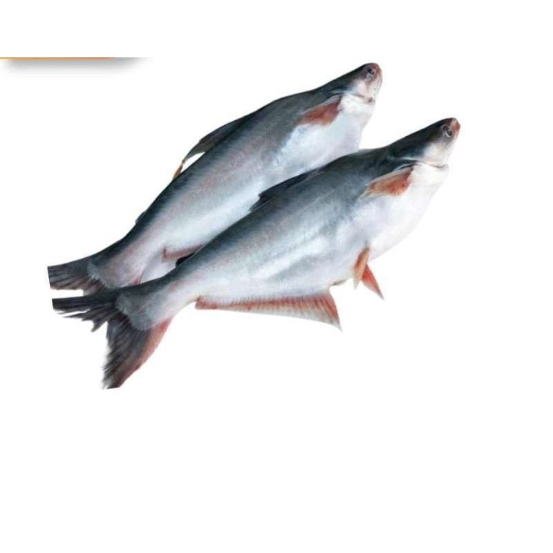 

ikan patin segar 1 kg