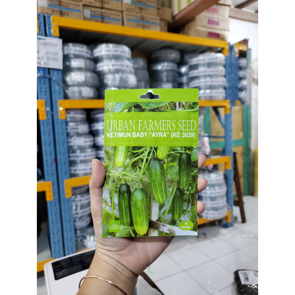 Benih Baby Cucumber/Timun Baby/Benih Timun Murah