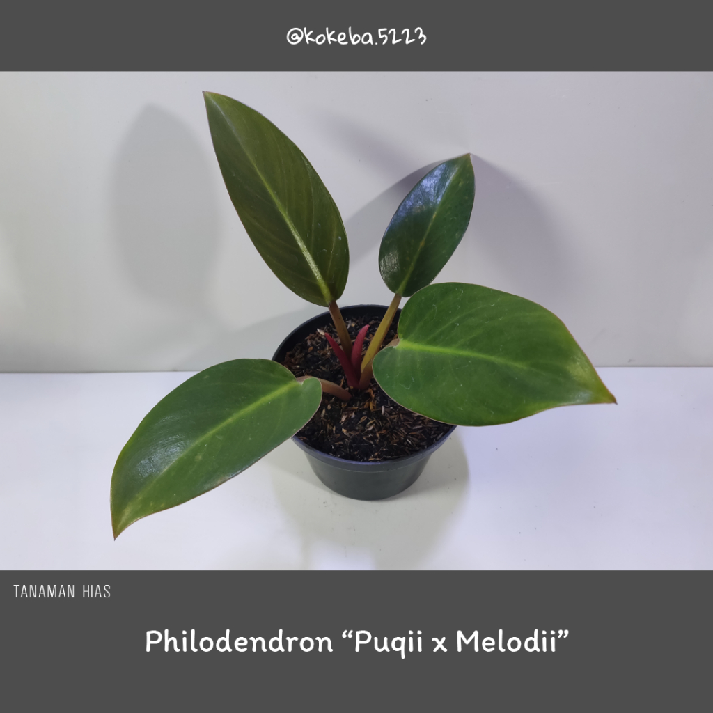 Philodendron Hybrid Puqii x Melodii | Philo Hybrid - Tanaman Taman