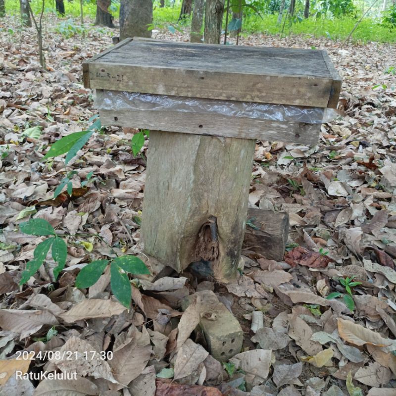 klanceng kelulut jenis terminata