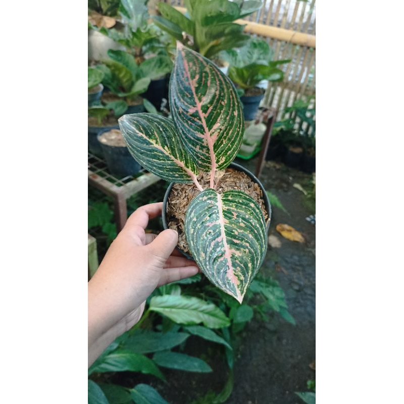 Aglaonema JT 2000 / Aglonema JT2000
