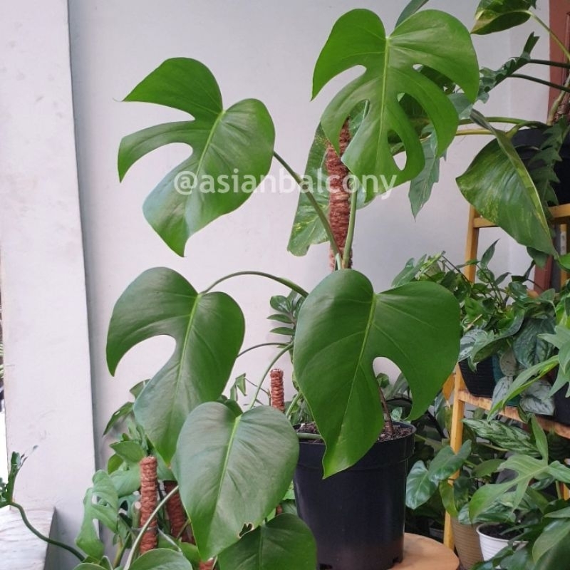 Monstera Borsigiana | Tanaman hias aroid di pot