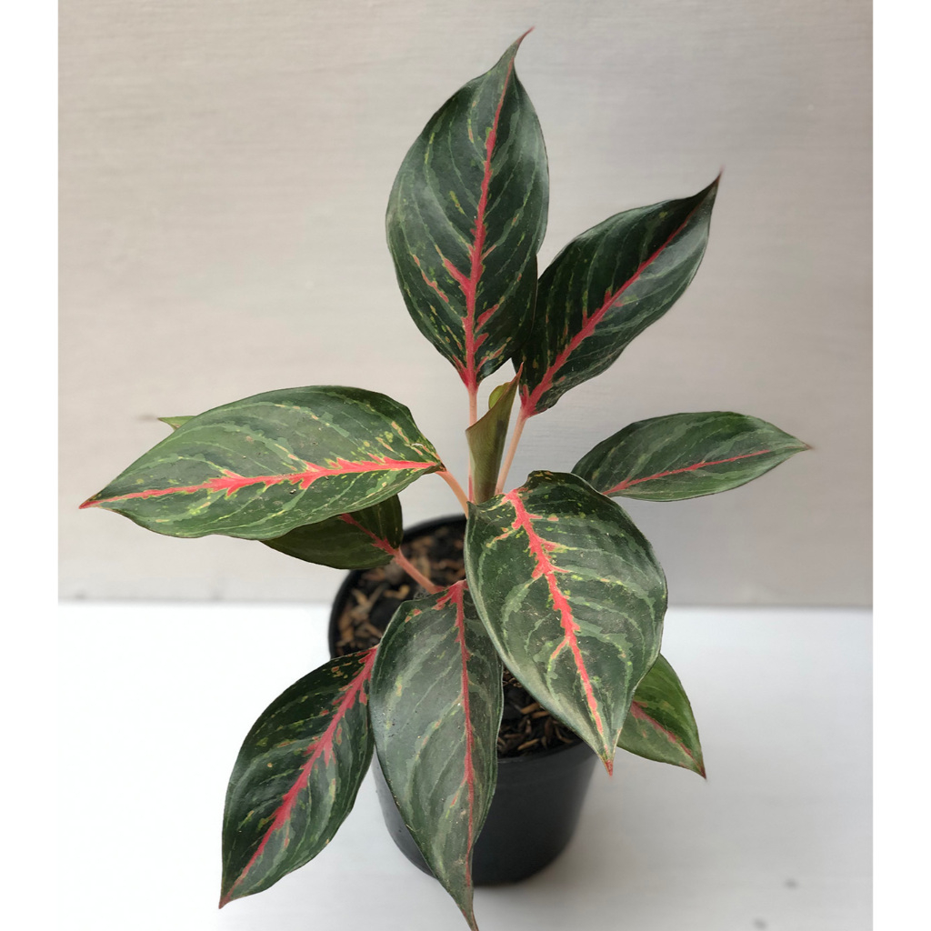 AGLONEMA RED BORJU UKURAN DEWASA