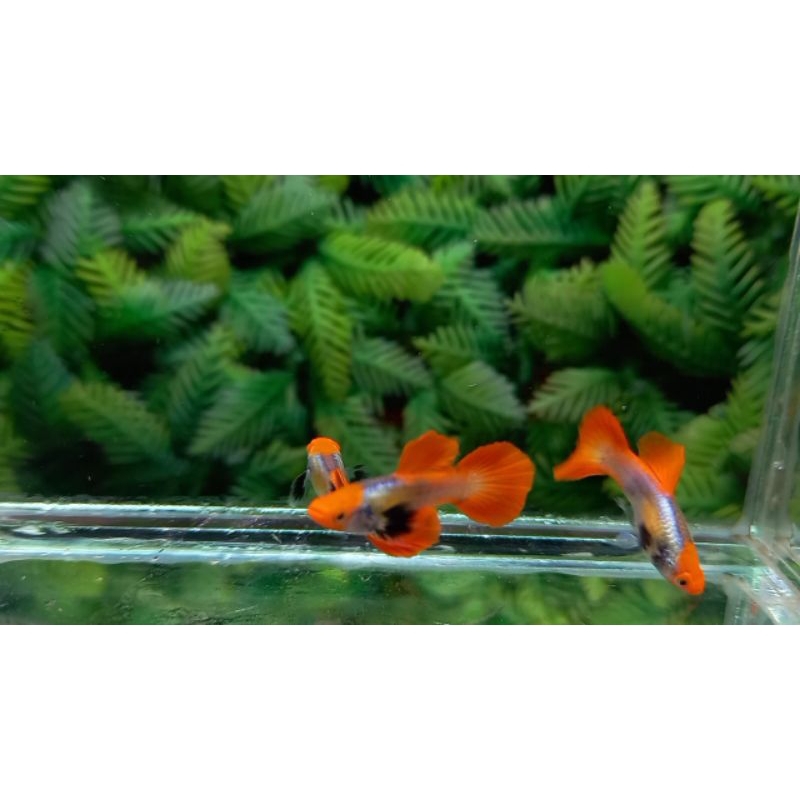 Hiasan kolam / aquarium [ PRTDE KOI ]