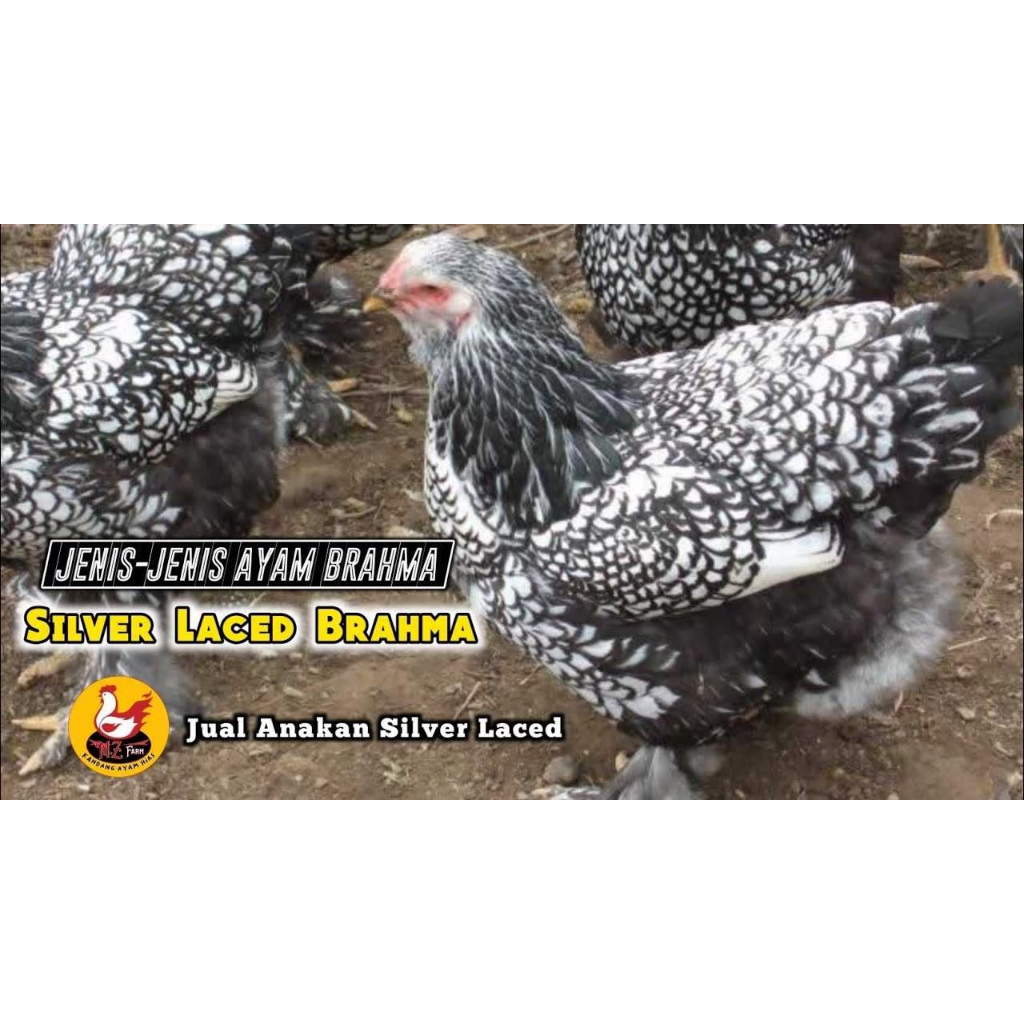 TELUR AYAM BRAHMA BATIK UNTUK DI TETASKAN