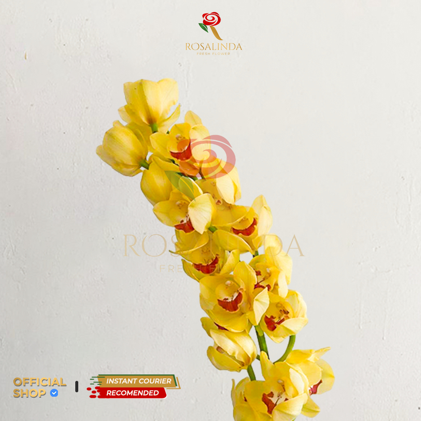 Bunga Import Cymbidium Yellow / Bunga Potong Segar