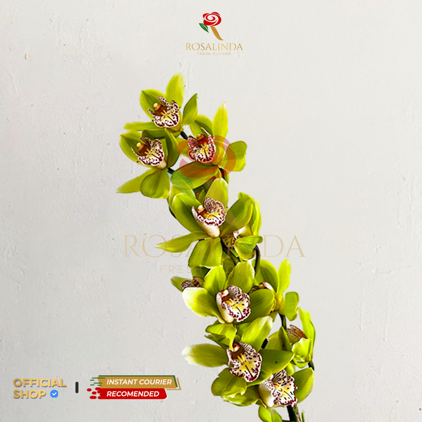 Bunga Import Cymbidium Green / Bunga Potong Segar