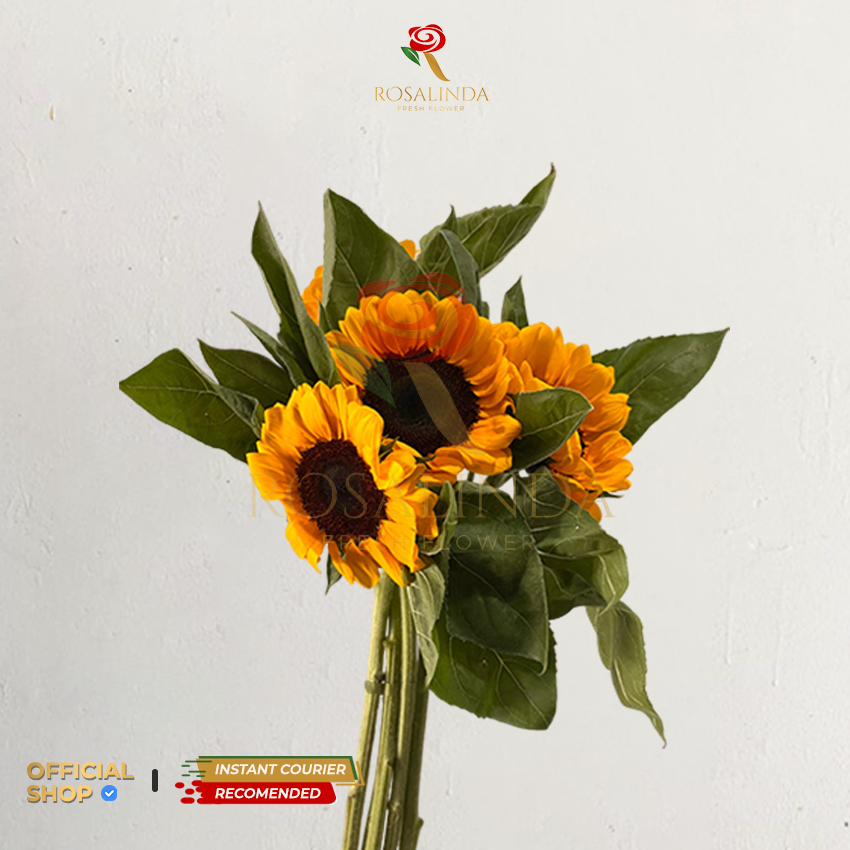 Bunga Matahari Semi Import / Sun Flower / Bunga Potong Segar