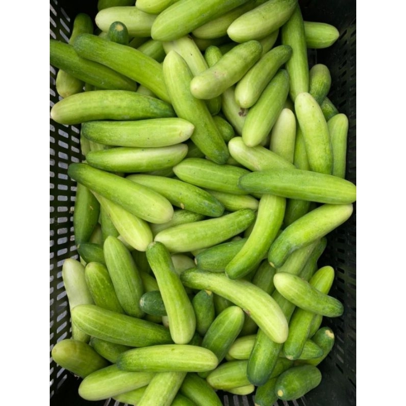 

Timun