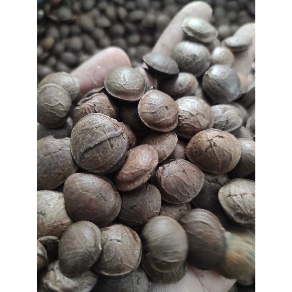 Jual Benih Kacang Sacha Inchi Berkualitas