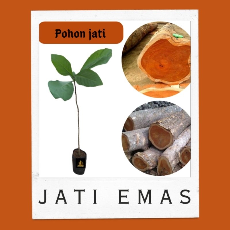Bibit pohon jati merah asli (minimal pembelian 3 batang) • Bibit pohon jati Bella bibit
