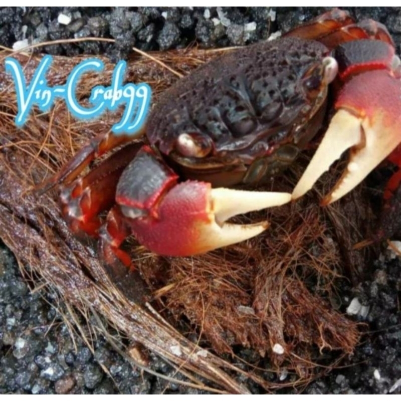 

Kepiting Hias Tawar Neo Capit Putih Merah (Red White Spider Claw Crab)