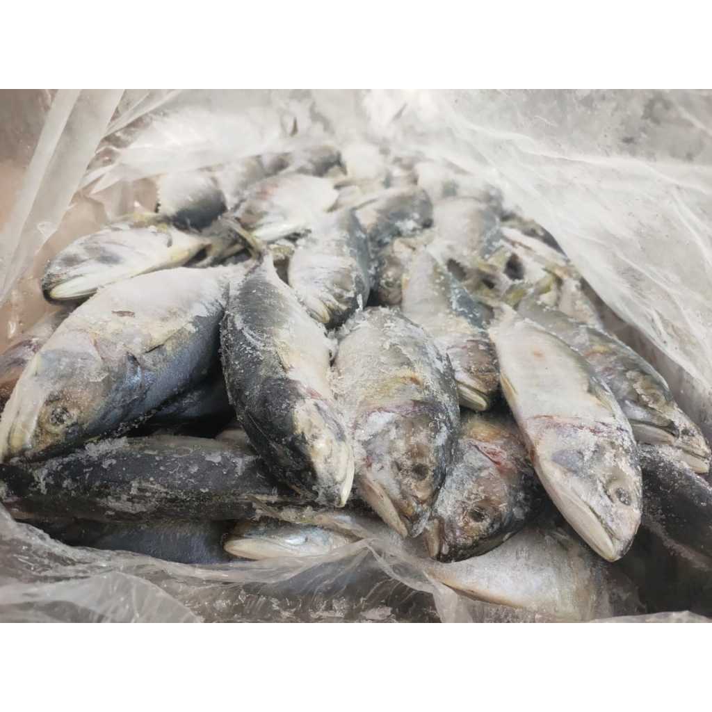 

Ikan Kembung