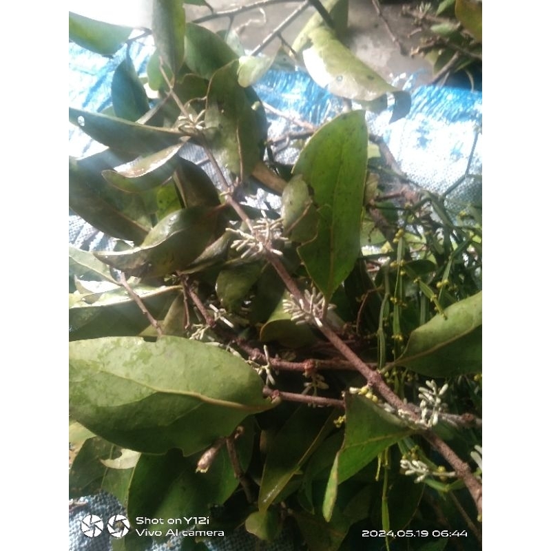 

jual Benalu segar 1kg murah atau di sebut manganeh