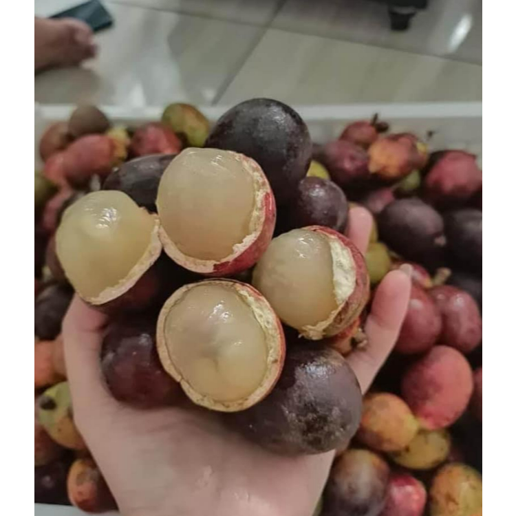 

Buah Matoa 1kg Fresh Baru Petik Matang Pohon Asli Pati