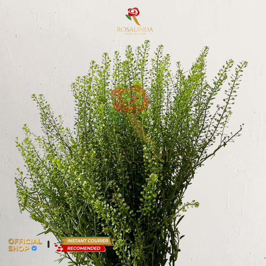 Bunga Thlaspi Green Bell / Bunga Potong Segar