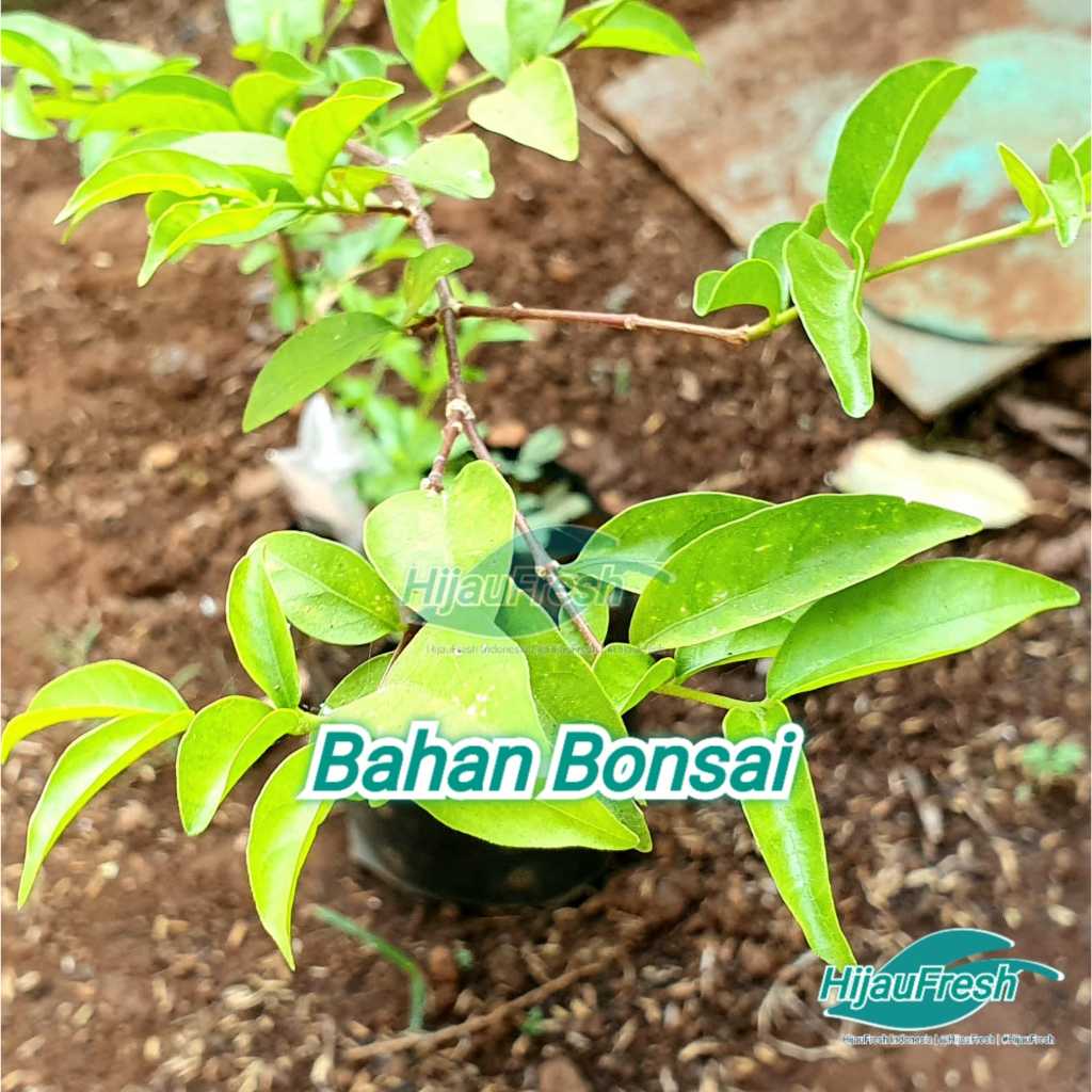 Anting Putri Putih Bahan Bonsai | HijauFresh | @HijauFresh | #HijauFresh