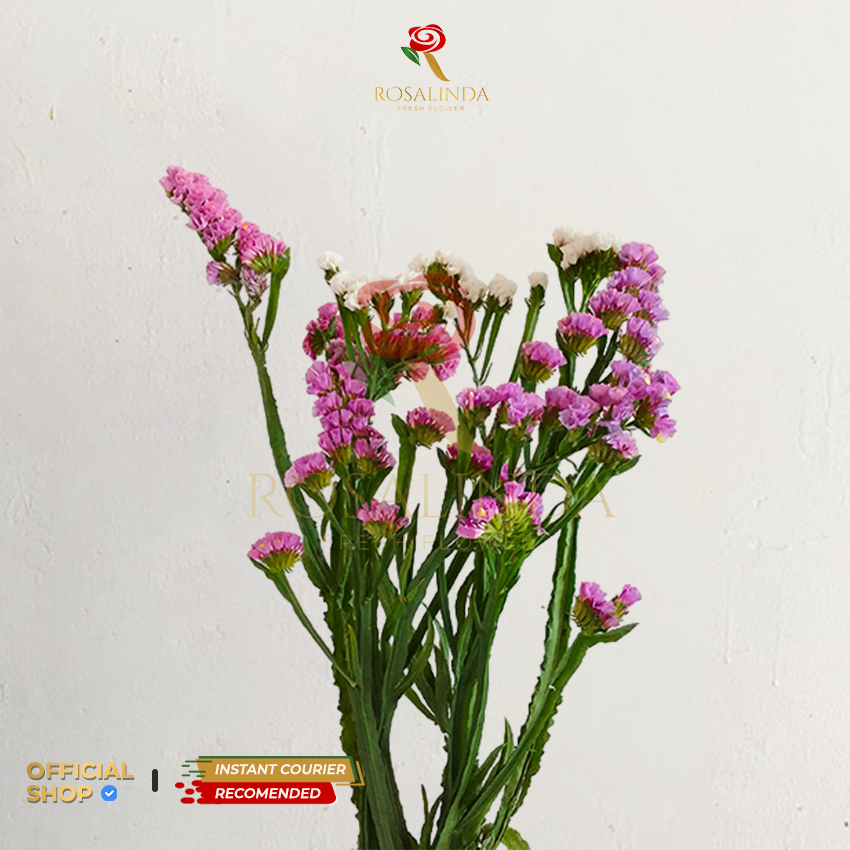 Bunga Statice / Bunga Filler / Bunga Potong Segar