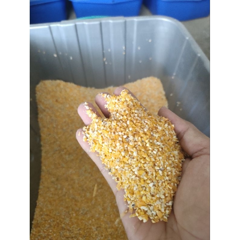 

jagung menir