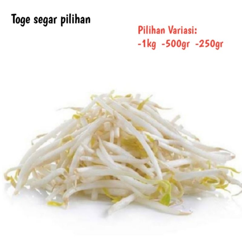 TOGE SEGAR 1KG/TAUGE/KECAMBAH TOGE/TOGE PANJANG/TOGE PENDEK