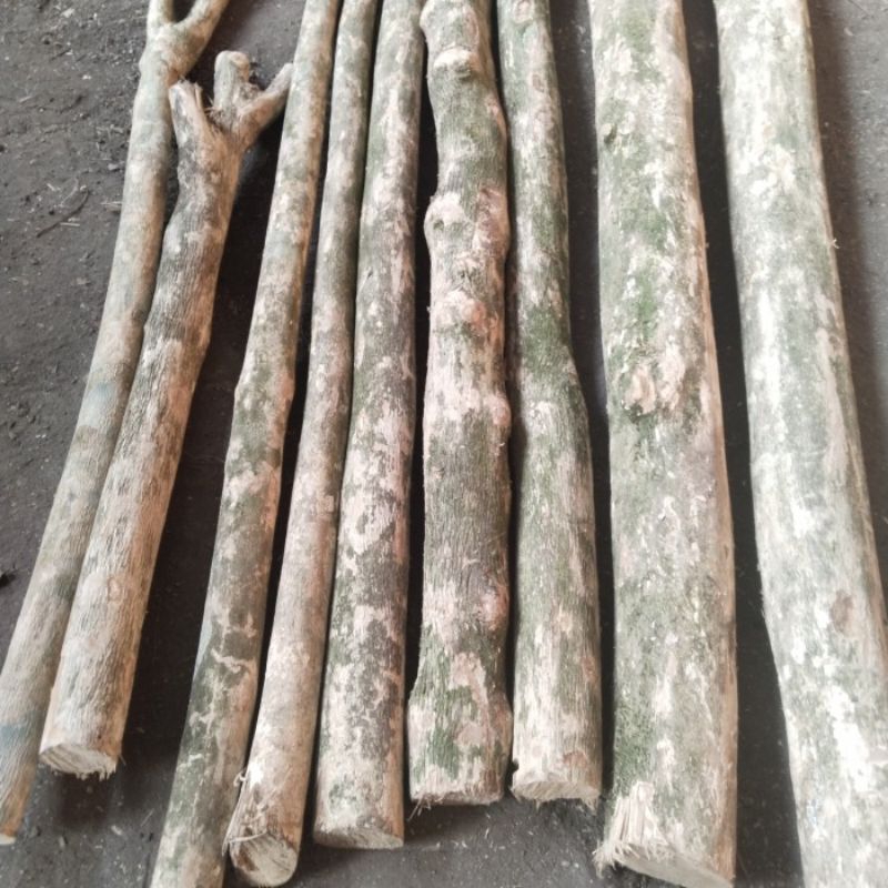 Promo batang kayu kopi panjang 2 meter