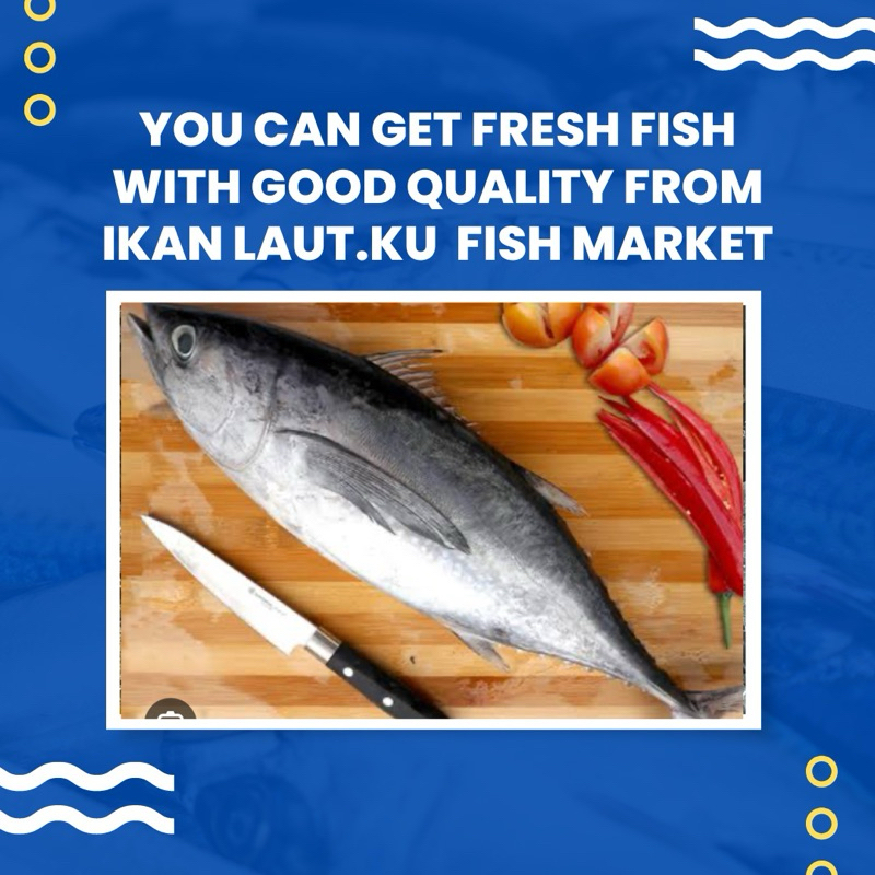 

Ikan Tuna Beku Frozen