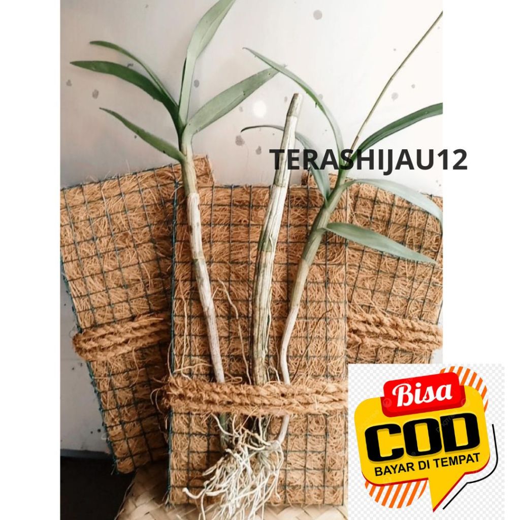 Sabut Kelapa Untuk Tanaman Anggrek TERBAIK