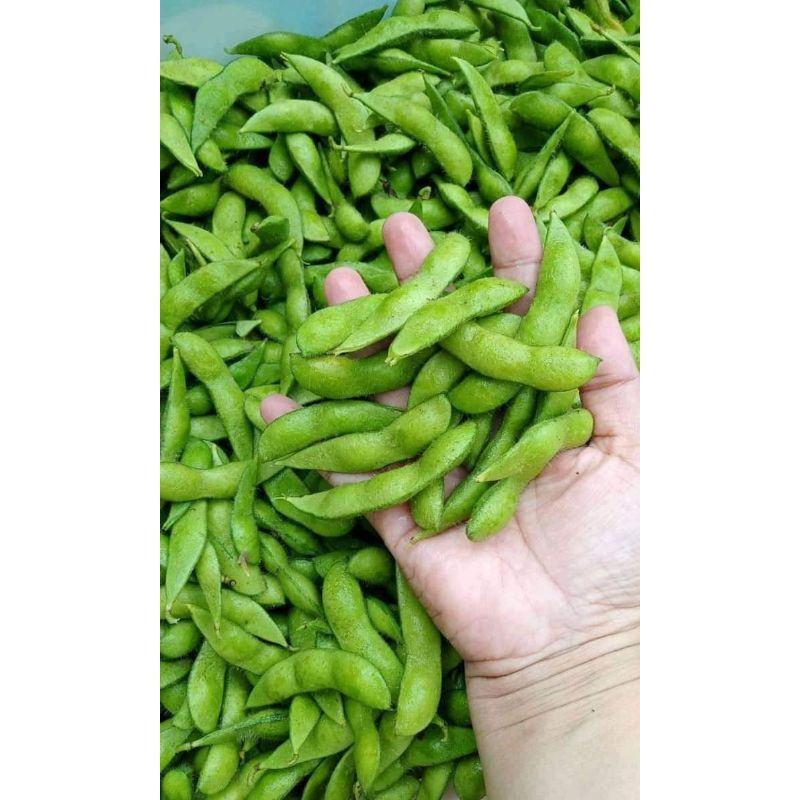 

Kacang Kedelai Jepang Edamame (PREMIUM)