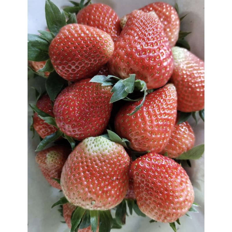 

Strawberry fresh Grade A (Jumbo)